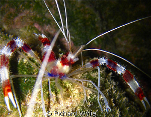 Banded coral shrimp taken while snorkelling using a compa... by Richard Wylie 